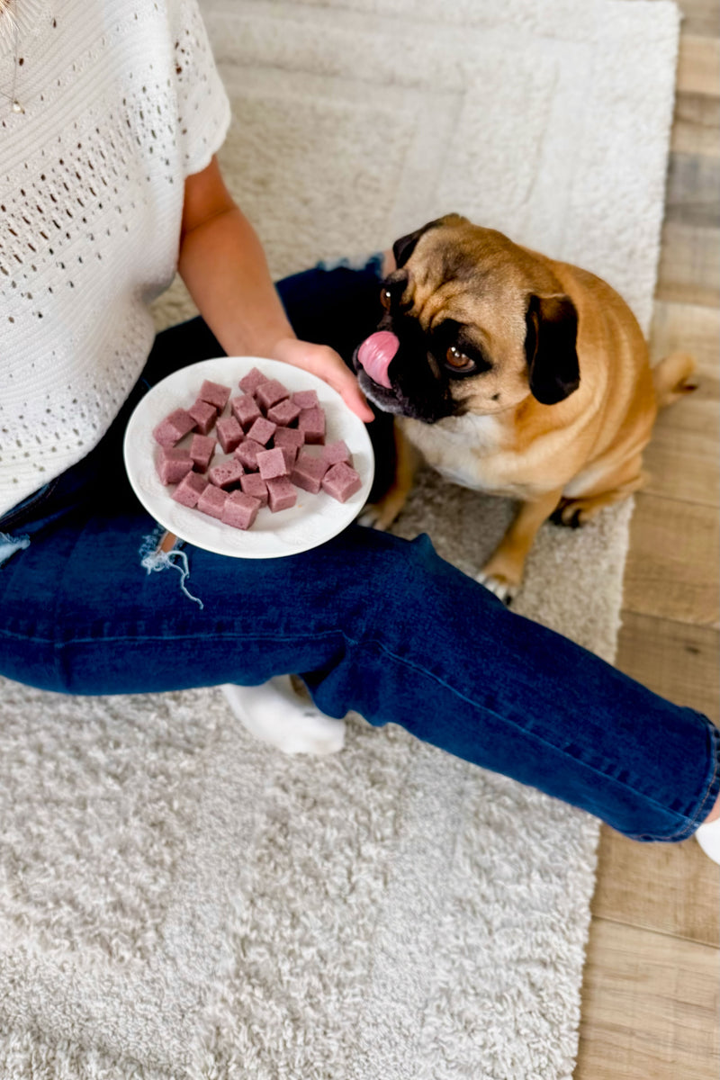 Blueberry Jello for Dogs