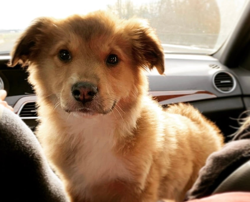 Is jello bad for dogs online