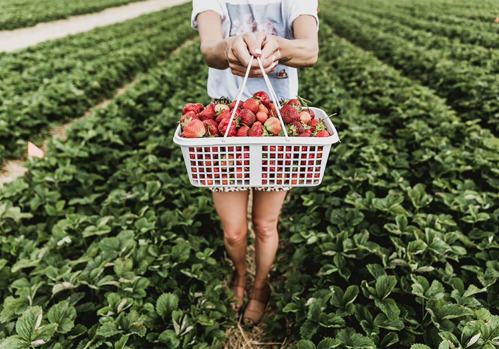 woman holding a basket of berries in a field